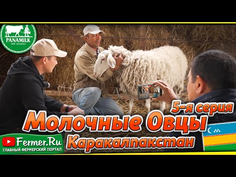 Видео: Овцы породы Ассаф это молоко, шерсть и мясо! Молочное овцеводство на семейной ферме Panaev Farms