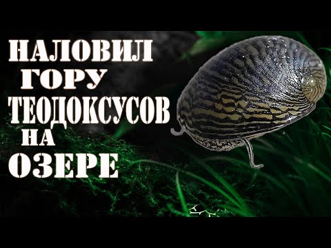 Видео: УЛИТКИ ТЕОДОКСУСЫ нашёл гору УЛИТОК для АКВАРИУМА !