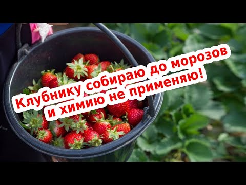 Видео: Уход за ремонтантной клубникой осенью (сентябрь-октябрь). Подготовка клубники к зиме