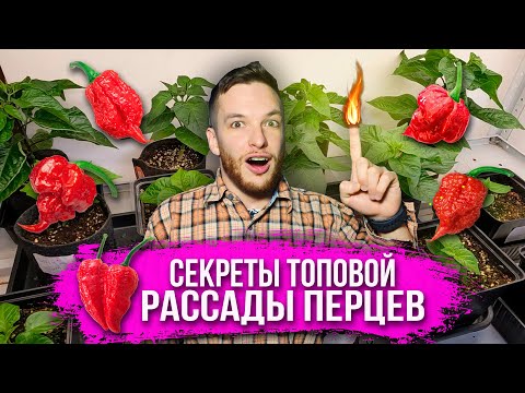 Видео: Вегетация острого перца Carolina Reaper, Chocolate Habanero, Sugar Rush прямо из семечек