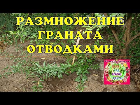 Видео: Размножение граната отводками