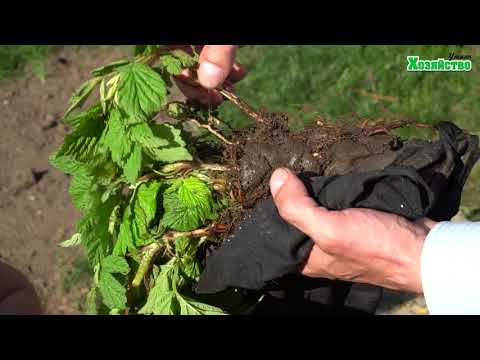 Видео: Как посадить малину? Смотрите ролик перед посадкой малины!!!