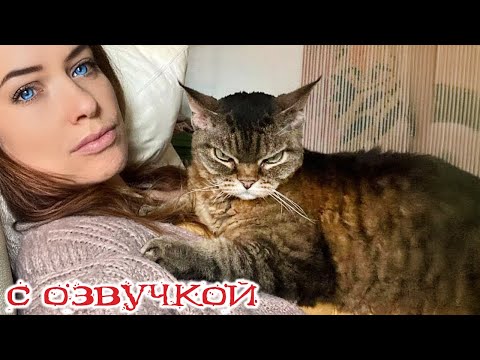 Видео: Приколы с котами!! С ОЗВУЧКОЙ! - Смешные коты и собаки!! - САМЫЕ СМЕШНЫЕ ЖИВОТНЫЕ!!