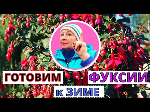 Видео: Как подготовить ФУКСИЮ к хранению? Способы зимовки фуксии