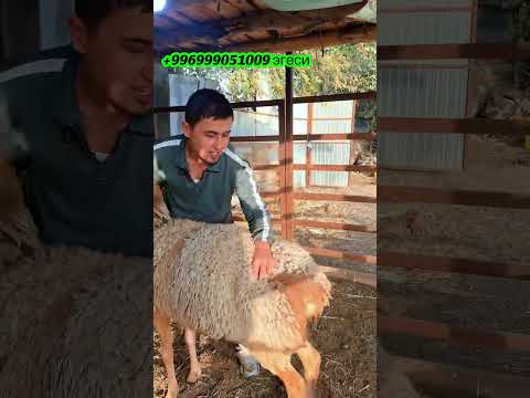 Видео: 4 ноября 2025 г.