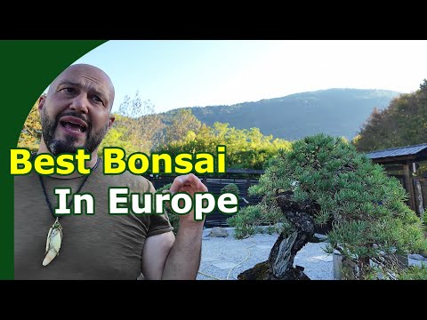 Видео: Экскурсия по саду бонсай (итальянская мечта о бонсай)