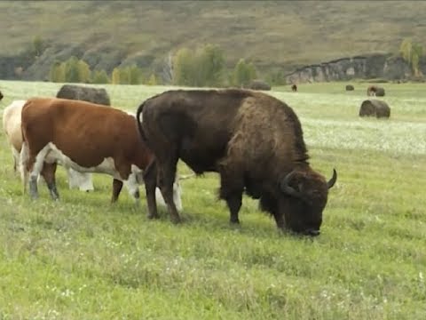 Видео: Край без окраин: Бизяки. Возвращение в Сибирь