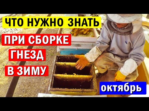 Видео: Что НУЖНО ЗНАТЬ при сборке гнезд на Зиму? Как определить СИЛУ пчелосемьи перед зимовкой?