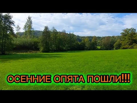 Видео: Осенние опята почти на каждом пне!