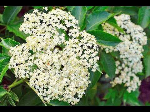 Видео: Сироп из бузины. Маринкины творинки. Всем МИРА и Добра!