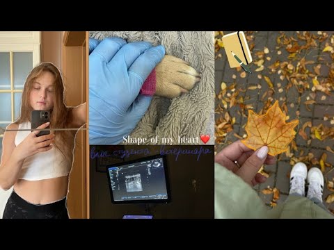 Видео: влог студента-ветеринара #11