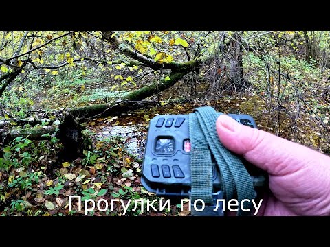 Видео: Прогулки по лесу |  Поставил фото ловушку и посмотрел обставновку в лесу