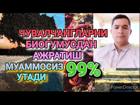 Видео: ЧУВАЛЧАНГ БИОГУМУСДАН АЖРАТИШ/CHUVALCHANG BIOGUMUSDAN AJRATISH@biogumussurhondaryo8743