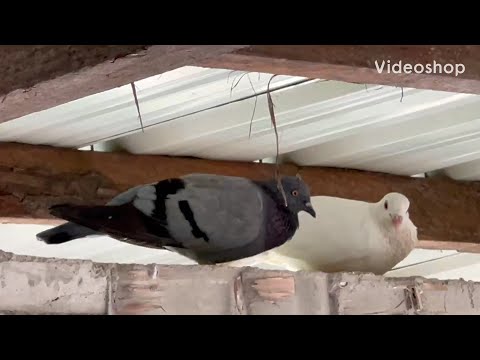 Видео: Любит ли меня супруга - Вы узнаете после 2 минуты видео …