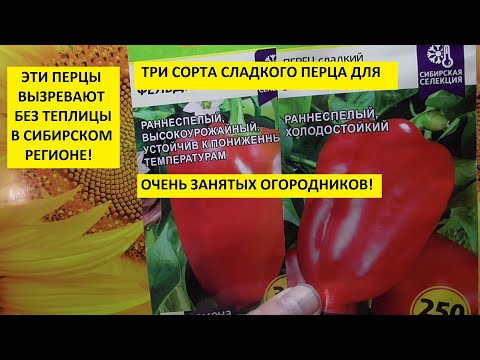 Видео: Самые неприхотливые сорта сладкого перца! 3 сорта перца, которым не нужны теплицы!