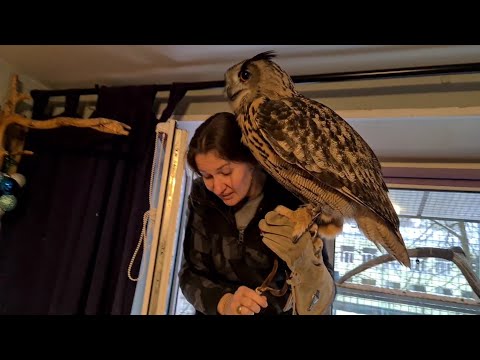 Видео: Как достать сову. Мастер-класс по доставанию филина