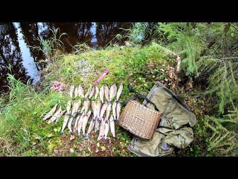 Видео: В поисках хариуса.День третий." -Не выловишь за день,устанет рука."
