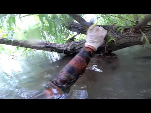 Видео: Логово одноглазого сома. Подводная охота в мутной воде. Трофейный сом