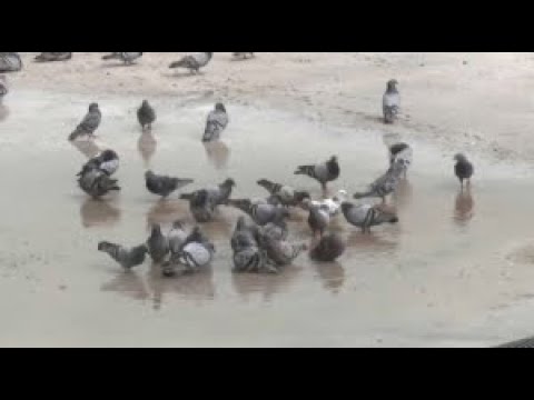 Видео: Знаменитое озеро в Шымкенте вновь наполнится водой