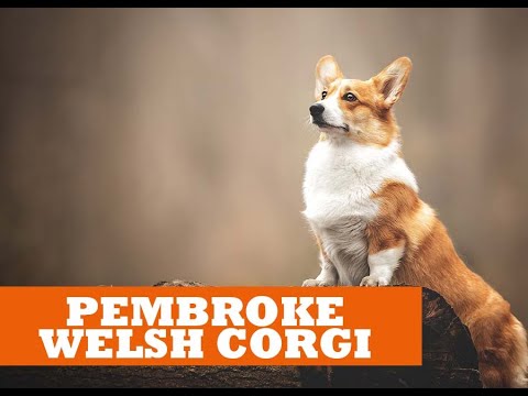 Видео: Вельш Корги Пемброк | Pembroke Welsh Corgi №16