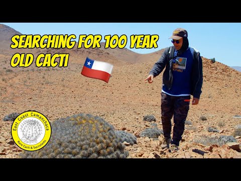 Видео: Посещение 5 мест обитания кактусов недалеко от пустыни Атакама 🏜️