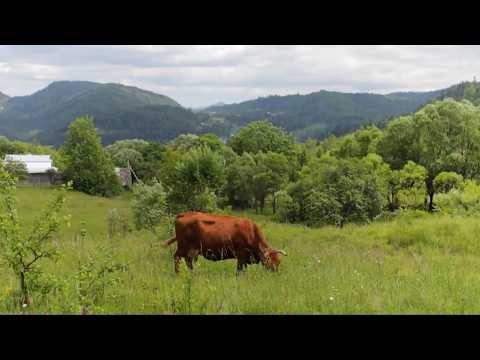 Видео: Уединенная жизнь в горах. Тяжелый труд вдали от цивилизации на краю света