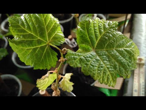 Видео: Эксперимент по поливу спустя 40 дней. Реанимация черенков со сгнившими корнями спустя 3 недели.