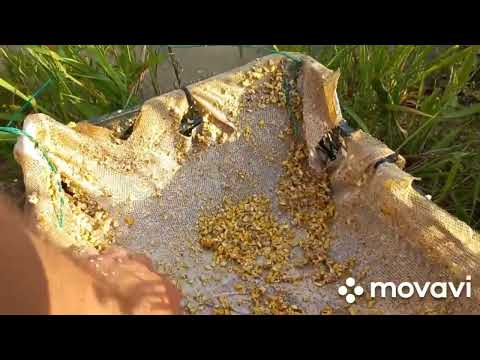 Видео: Кормление рыбы в пруду