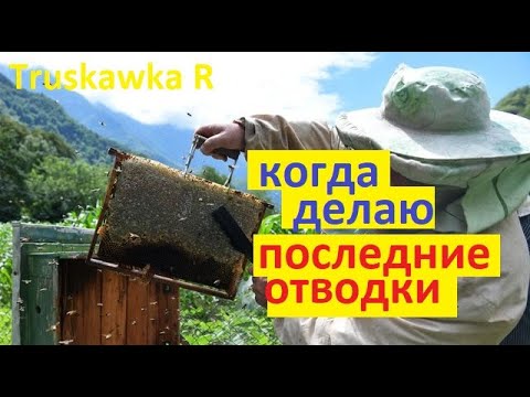 Видео: #пчёлы. Когда формировать отводки и какой силы. Чтоб и #мёд получить, и #пасеку расширить