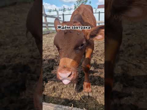 Видео: #гусевыферма #животные #сельская #cow #farm #деревенский #джерсейская #ферма #айрширская