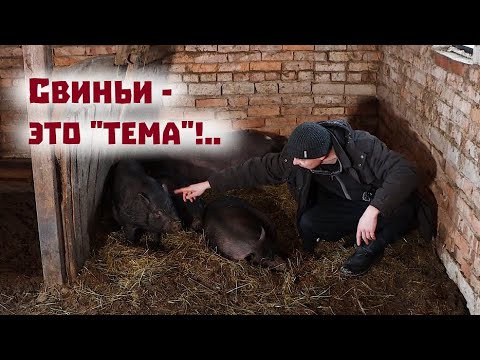 Видео: Этих свиней держать выгодно!//Центнер живого веса!..