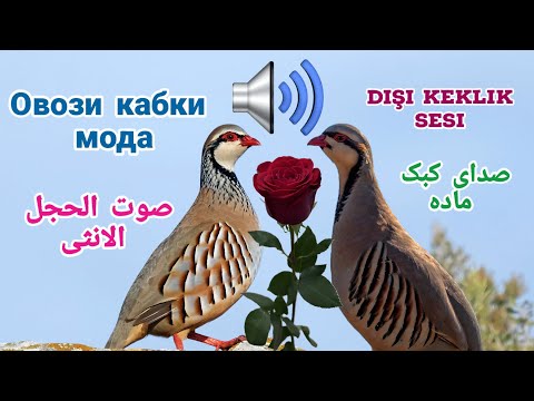 Видео: Овози модкабки шикори барои шикор, Dişi keklik sesi,  صدای کبک ماده برای شکار، صوت الحجل الانثی طویل
