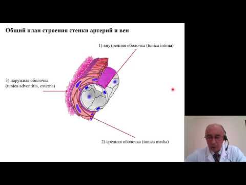 Видео: Гистология. Сердечно сосудистая система
