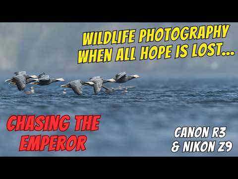 Видео: Эта птица чуть не сломала меня — фотосъёмка гусь-белошей — Canon R3 и Nikon Z9