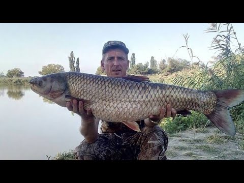 Видео: Очень уловистая оснастка на белого амура. #белыйамур #ловлябелогоамура #рыбалканабелогоамура