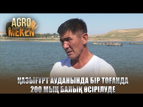 Видео: AGRO мекен | Қазығұрт ауданында бір тоғанда 200 мың балық өсірілуде