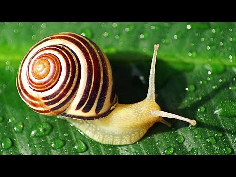 Видео: Snail want learn prodramming / Улитка хочет программировать