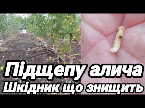Видео: 6.10.25. Шкідник що знищює аличу як підщепу.