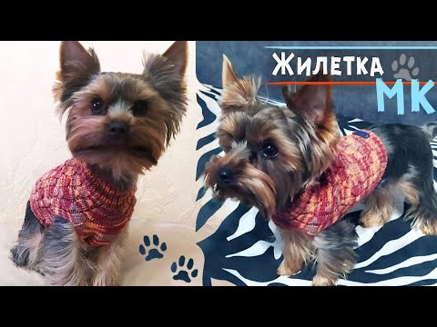 Видео: Свитер для собаки спицами 🐶МК | Вязание для собак маленьких пород | Вяжем для йорка жилет