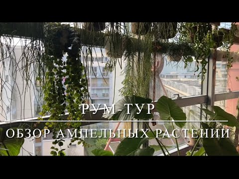 Видео: [ОБЗОР] Ампельные (Вьющиеся) Растения У Меня Дома 🌿 Тропические Кактусы, Эпифиты, Суккуленты 🌿