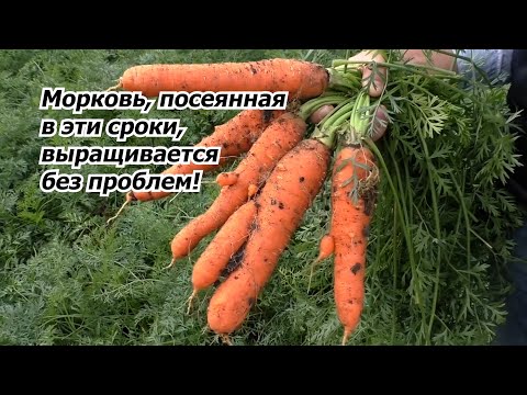 Видео: Посейте морковь в эти сроки и проблем с выращиванием не будет!