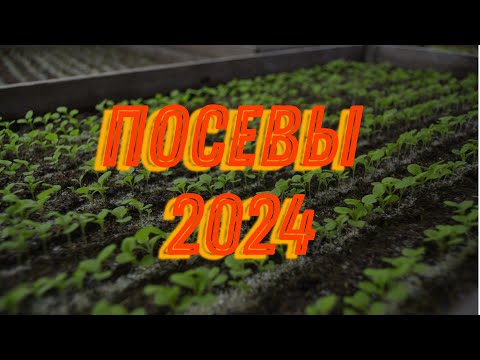 Видео: Посевы в новом рассаднике 2024!