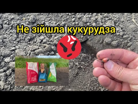 Видео: Не зійшла кукурудза. Який гібрид.