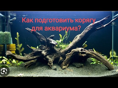 Видео: Как подготовить корягу для аквариума?