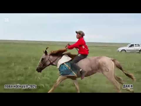 Видео: ЛОВХ НОЁН-2025 даагны уралдаан