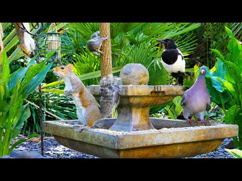 Видео: Видео для кошек 🕊️ Птицы и белки резвятся вокруг фонтана 🐿️ Видео для котов 4K HDR