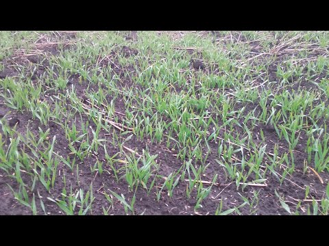 Видео: Всходы озимых посеянных Румом!👍