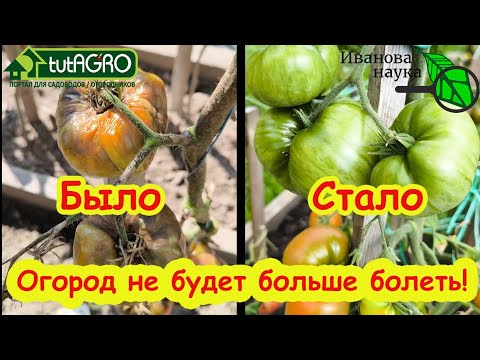 Видео: ОЗДОРОВЛЕНИЕ ПОЧВЫ ПОСЛЕ КАРТОФЕЛЯ и ОГУРЦОВ. Секреты почвоведов: как вернуть здоровье почве!