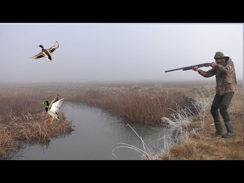 Видео: YEŞİLBAŞ KİRİK ÖRDEK AVI 2023. SİS'TE AV İYİ GEÇTİ. ÖRDEK KAMPI. Duck Hunting/Охота на утку. 2023