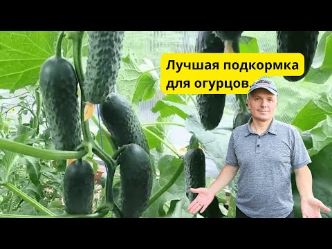 Видео: Огурцы плодоносят непрерывно- готовьте вёдра для урожая!